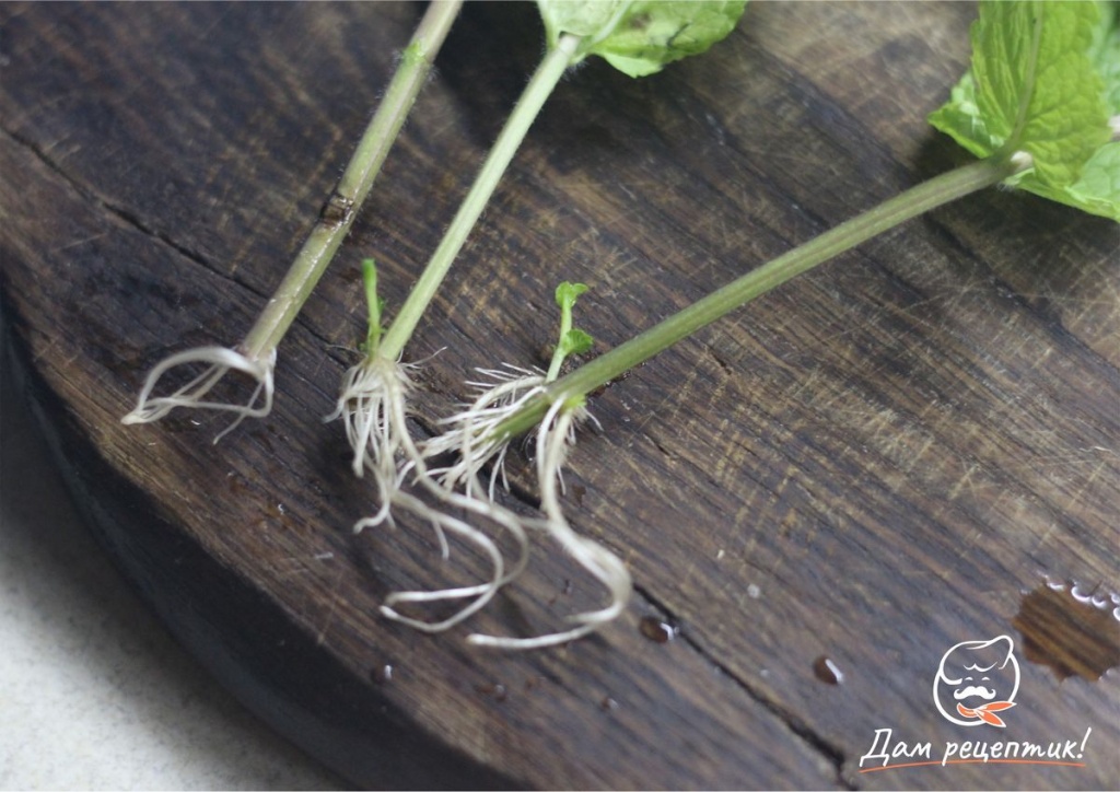 Как вырастить пряную мяту из магазинного черенка: пошаговая инструкция -Дам Рецептик